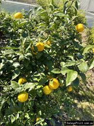 Citrus Junos ‘Dwarf’ (Yuzu) Grafted