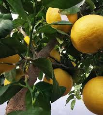 Citrus Bergamia (Orange Bergamot)