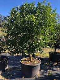 Citrus Latifolia ‘Tahitian’ (Lime Tahitian)