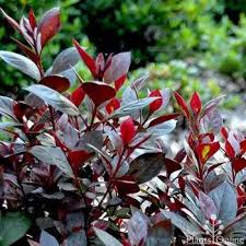 Photinia X Fraserii ‘Black Jack’ (Black Jack)