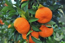 Citrus Reticulata ‘Imperial’ (Mandarin)