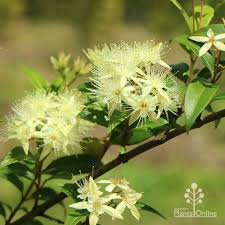 Backhousia Myrtifolia (Grey Myrtle, Cinnamon Myrtle)