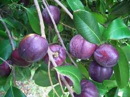 Planchonella australis (Black Apple)