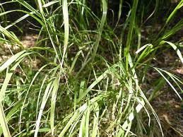 Austrostipa Verticillata (Whipstick Grass)
