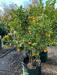 Citrus Reticulata ‘Hickson’ (Mandarin) Grafted
