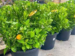 Citrus Japonica (Dwarf Calamondin)