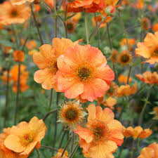 Geum 'Totally Tangerine' (Totally Tangerine Avens)