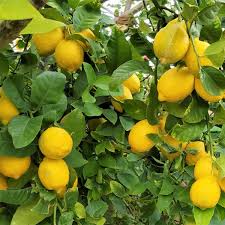 Citrus Limon ‘Lisbon’ (Lemon)