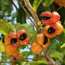 Harpullia pendula (Tulipwood)