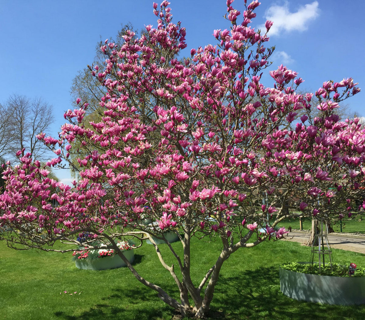 Magnolia ‘Susan’ (Susan Magnolia)