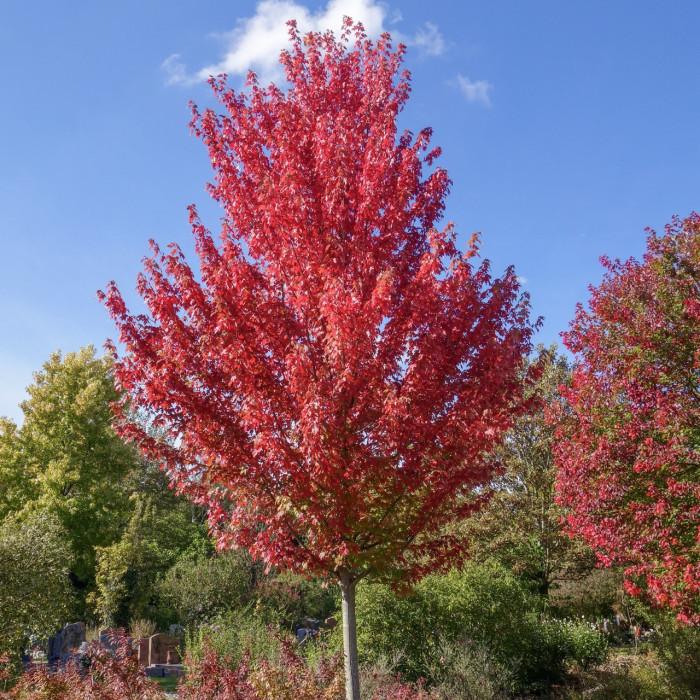 Acer × Freemanii ‘Jeffersred’ Autumn Blaze® (Autumn Blaze Freeman Maple)