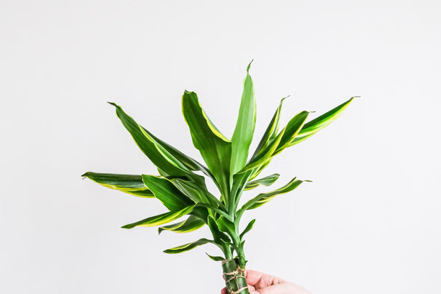 Dracaena deremensis ‘Janet Craig’ (Multi-Planted)