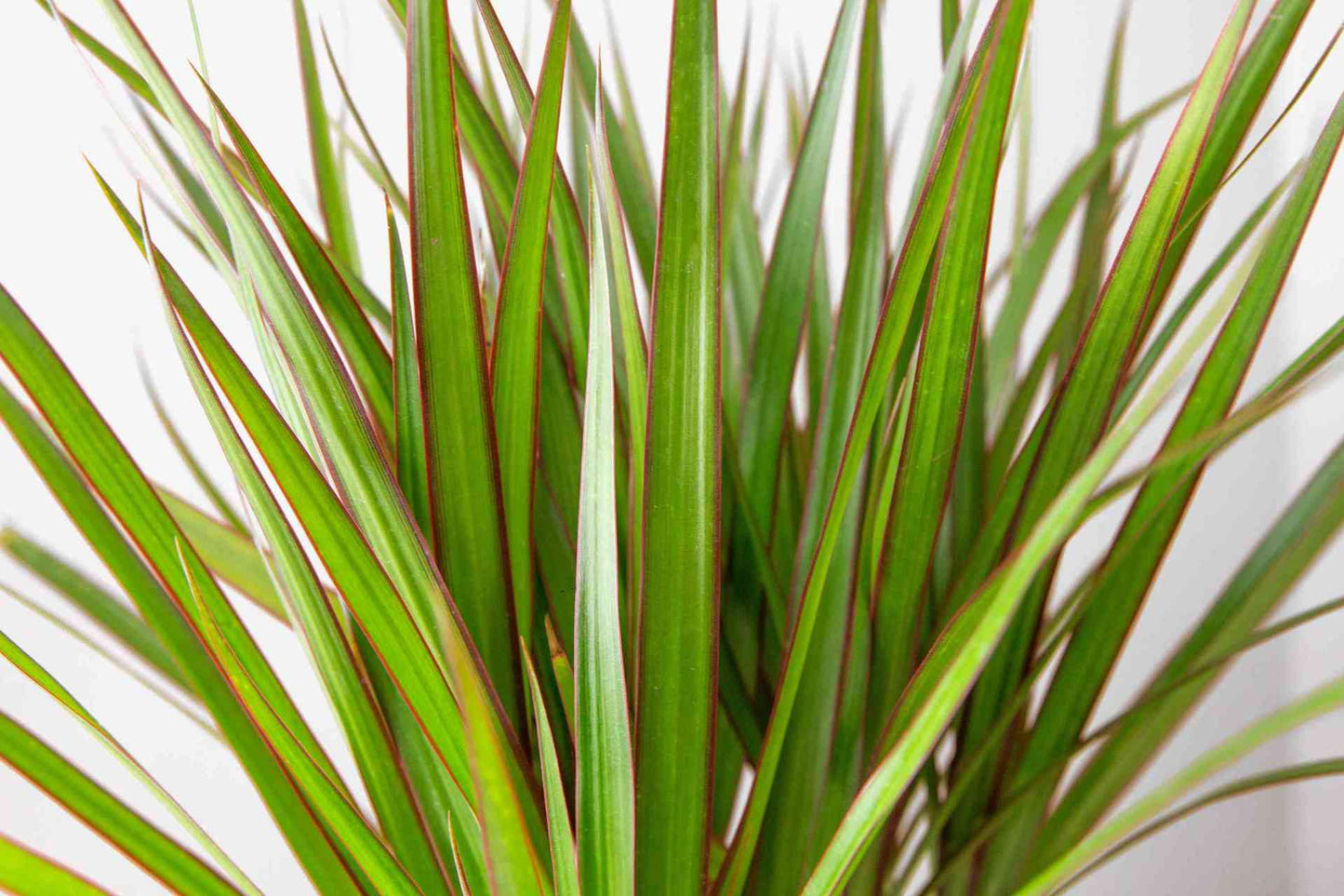 Dracaena Marginata