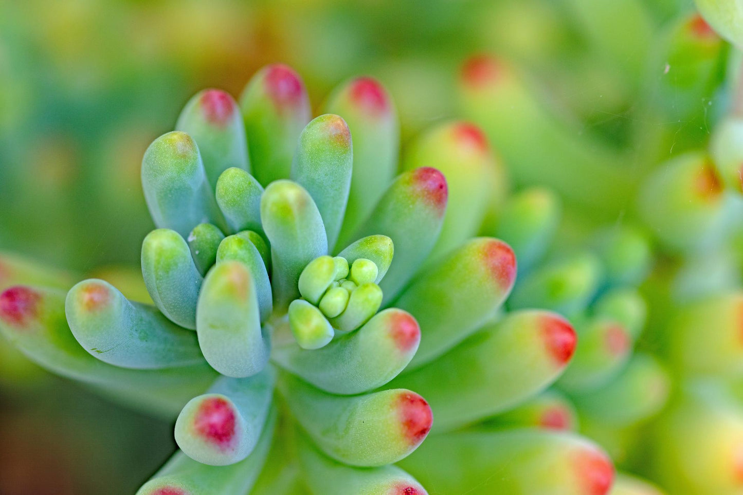 Sedum Rubrotinctum ‘Jelly Bean’ (Jelly Bean Sedum)