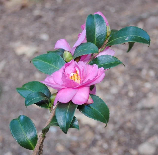 Camellia Sasanqua ‘Sidonnie Megan’ (Sidonnie Megan Camellia)
