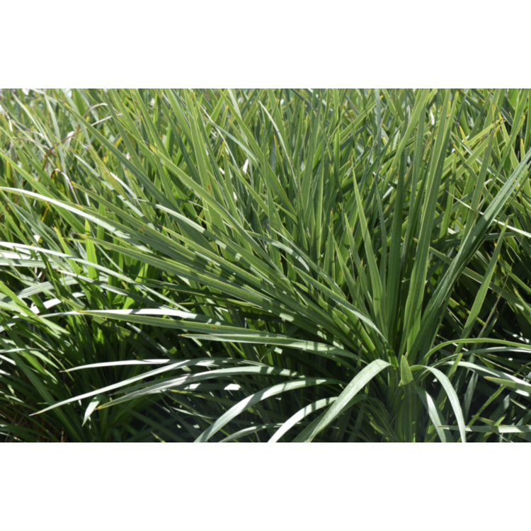 Cordyline australis Kasper Green (Cabbage Tree)