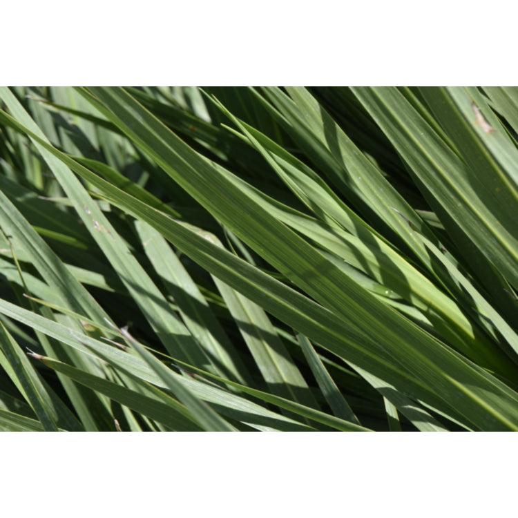 Cordyline australis Kasper Green (Cabbage Tree)