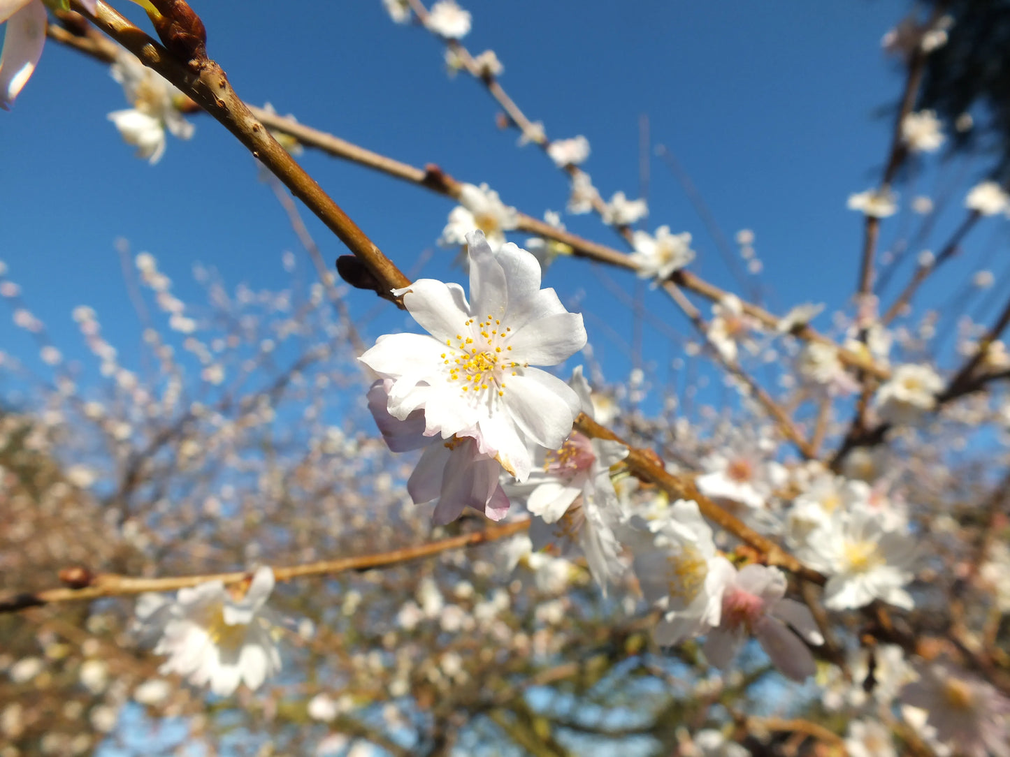Prunus × subhirtella 'Autumnalis' Standard 1.8m (Autumnalis Flowering Cherry Standard)