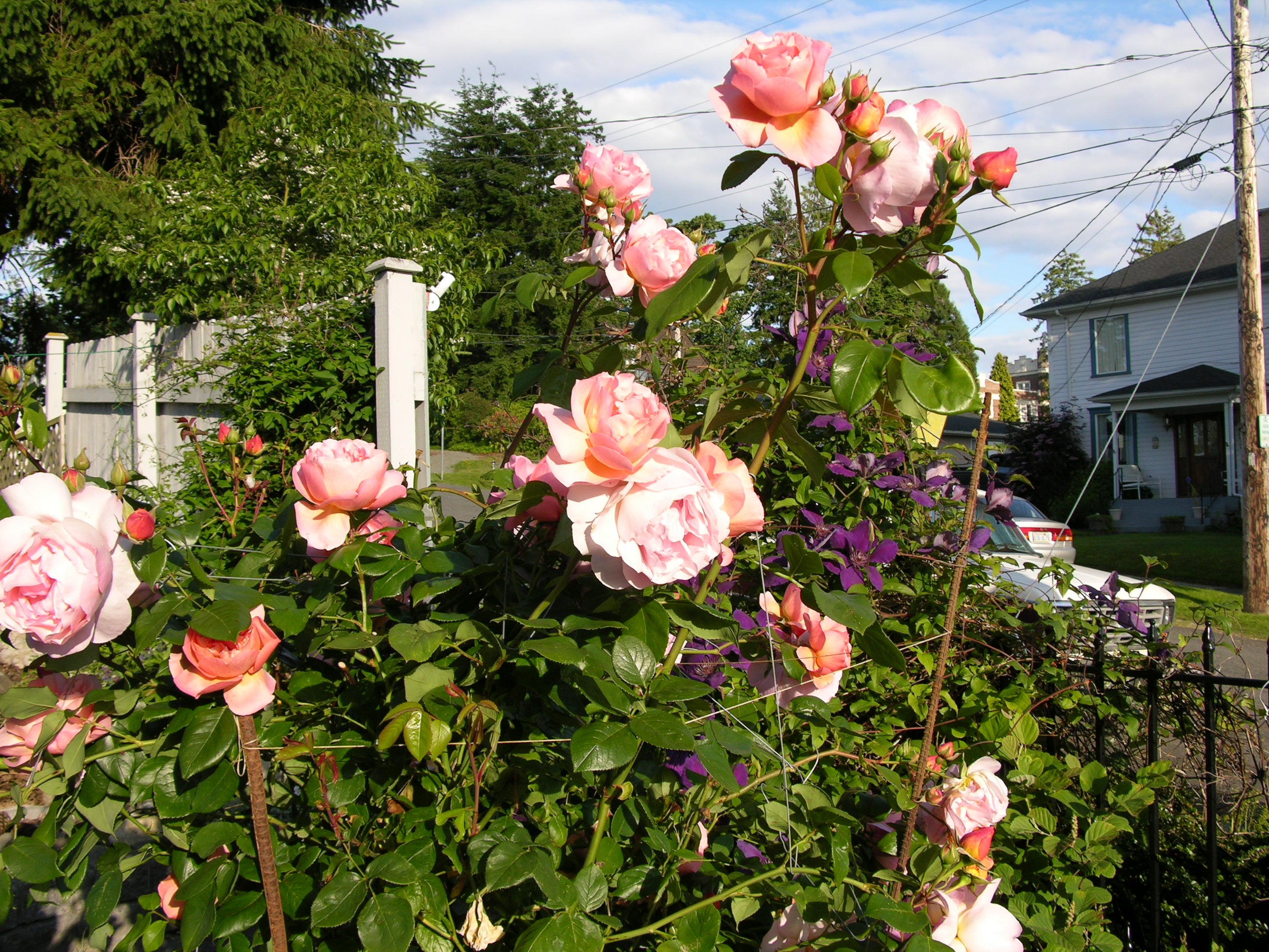 Rosa ‘Heaven On Earth’ (Heaven On Earth Floribunda Rose)