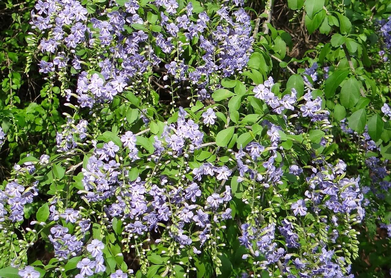 Duranta erecta ‘Alba’ (White Duranta)