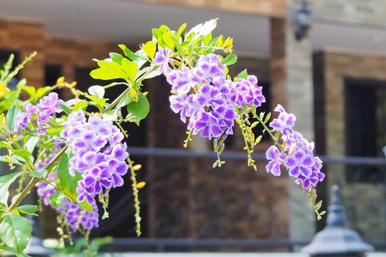 Duranta erecta ‘Alba’ (White Duranta)