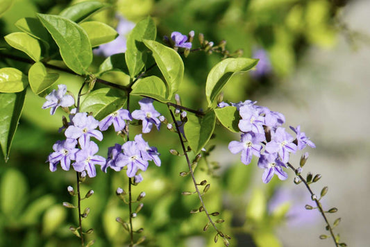 Duranta Erecta ‘Sheena’s Gold’