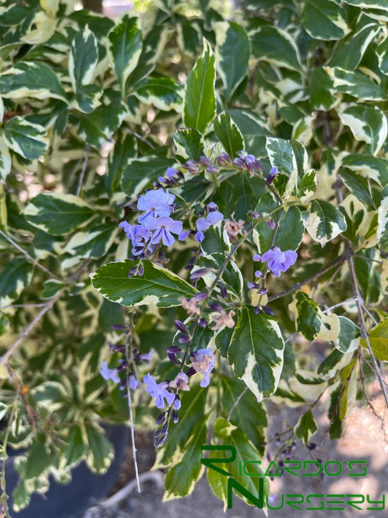 Duranta Erecta 'Variegata' (Variegated Duranta)