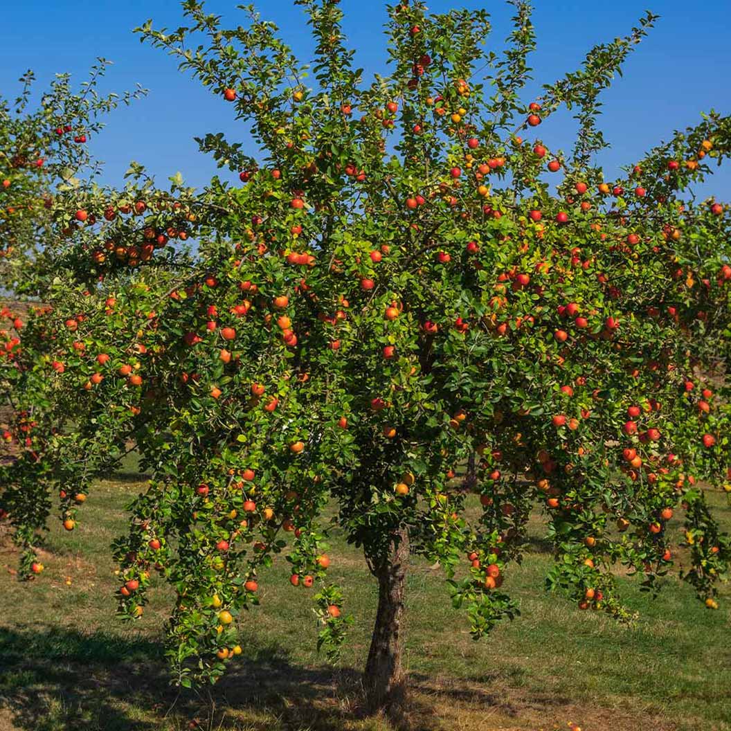 Malus Domestica 'Gala' (Semi-Dwarf Gala Apple)