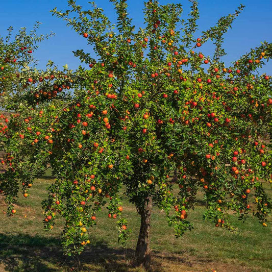 Malus Domestica 'Gala' (Semi-Dwarf Gala Apple)