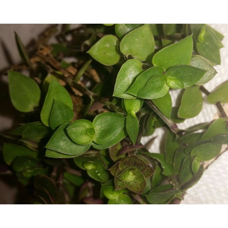 Tradescantia minima (syn. Callisia repens) – Dwarf Bolivian Wandering Jew