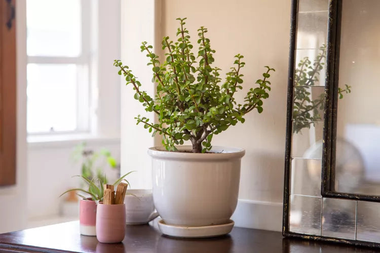 Portulacaria afra (Green Jade Elephant Bush)