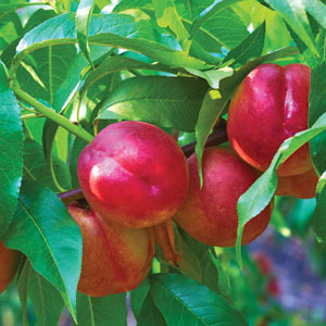 Prunus Persica var. Nucipersica ‘Necta Red’ (Necta Red Nectarine)