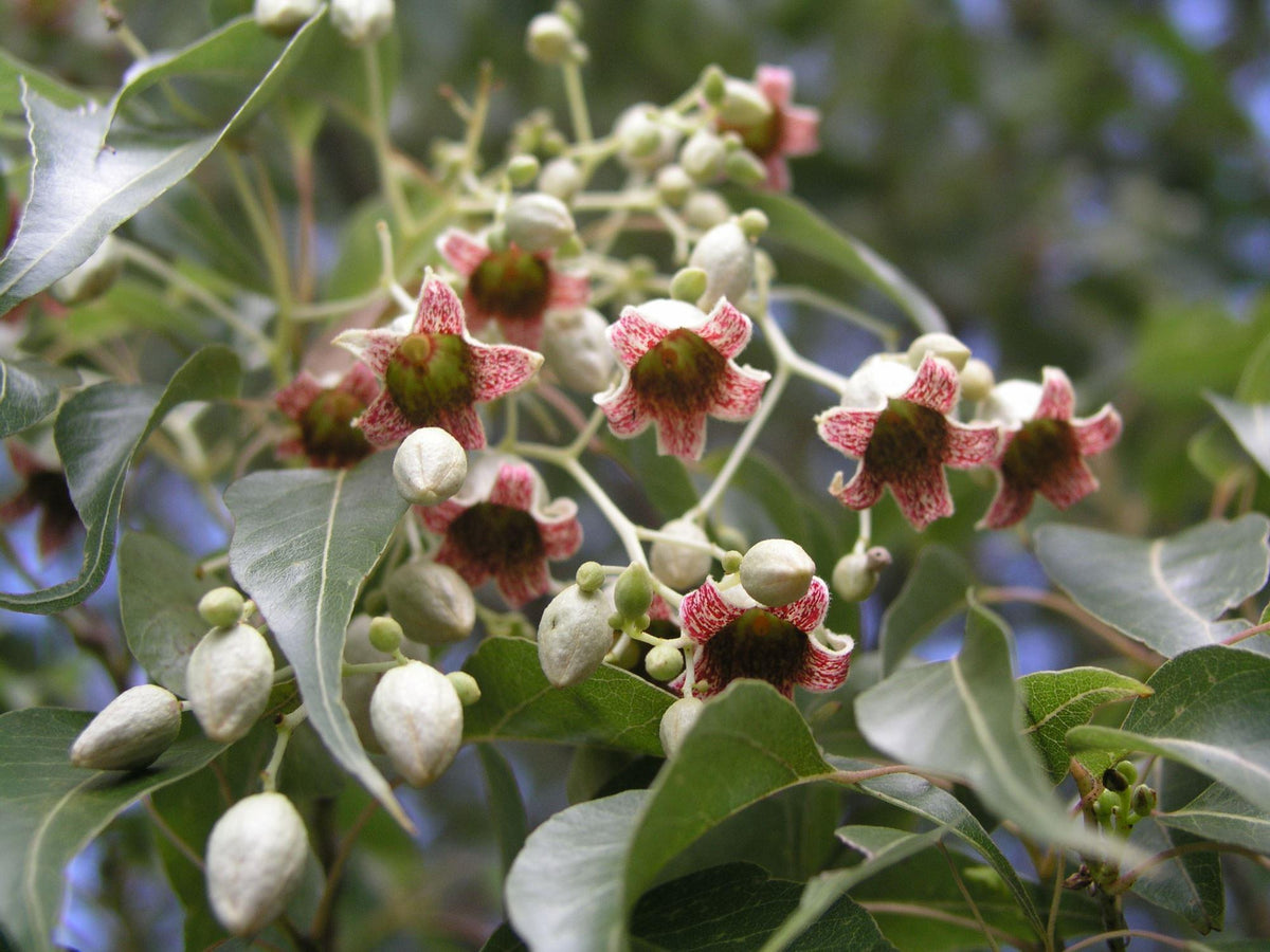 Brachychiton Populneus (Kurrajong) GRAFTED