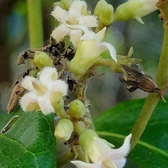 Parsonsia straminea (Common Silkpod / Twining Silkpod)