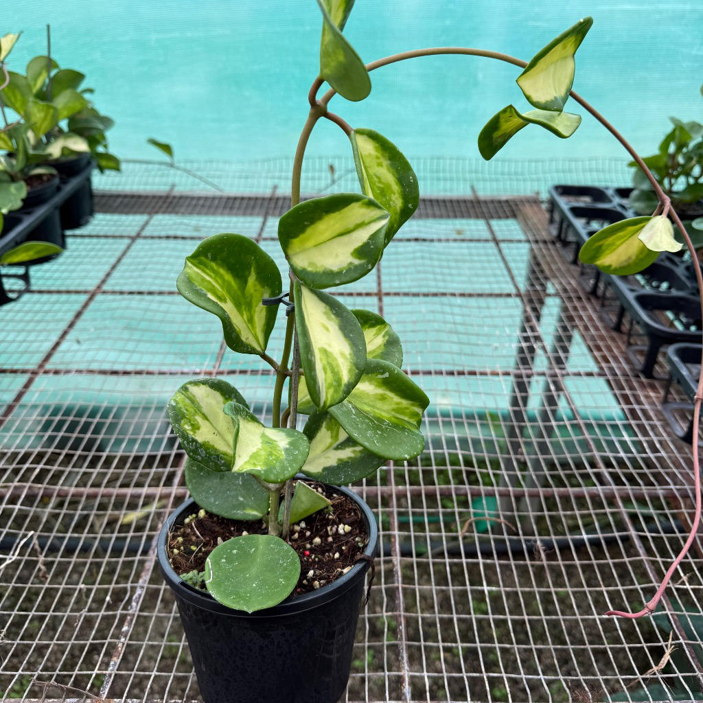 Hoya obovata (Wax Plant)