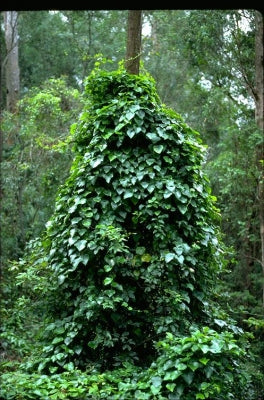 Stephania japonica (Japanese Stephania / Snake Vine)