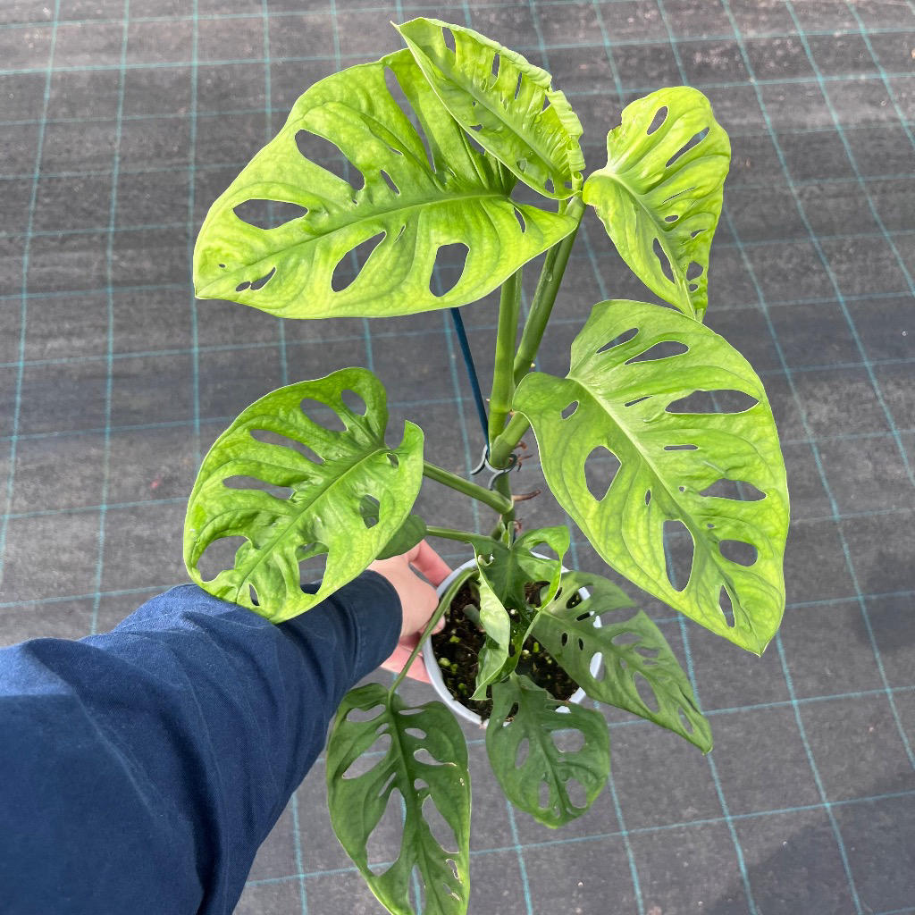 Monstera adansonii (Monkey Mask)