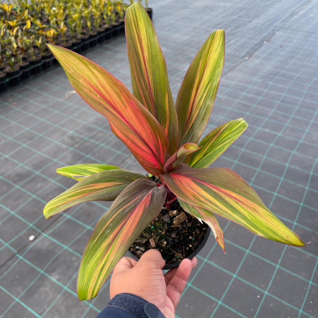 Cordyline fruticosa ‘Harlequin’ (Ti Plant)