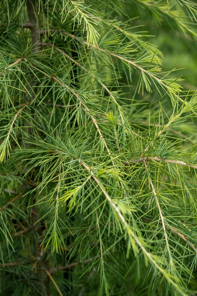 Cedrus Deodara ‘Mt Buffalo’ (Mt Buffalo Deodar Cedar)