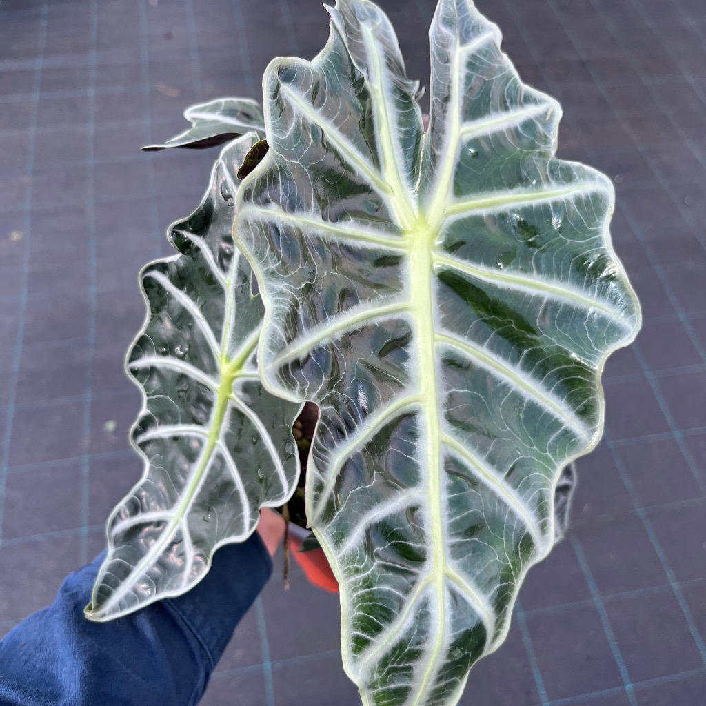 Alocasia amazonica ‘Dwarf’ (Alocasia Polly)