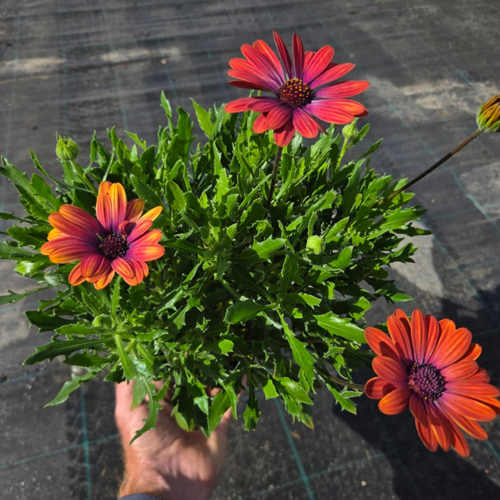 Osteospermum ‘Lazy Daisy Copper’ (African Daisy)