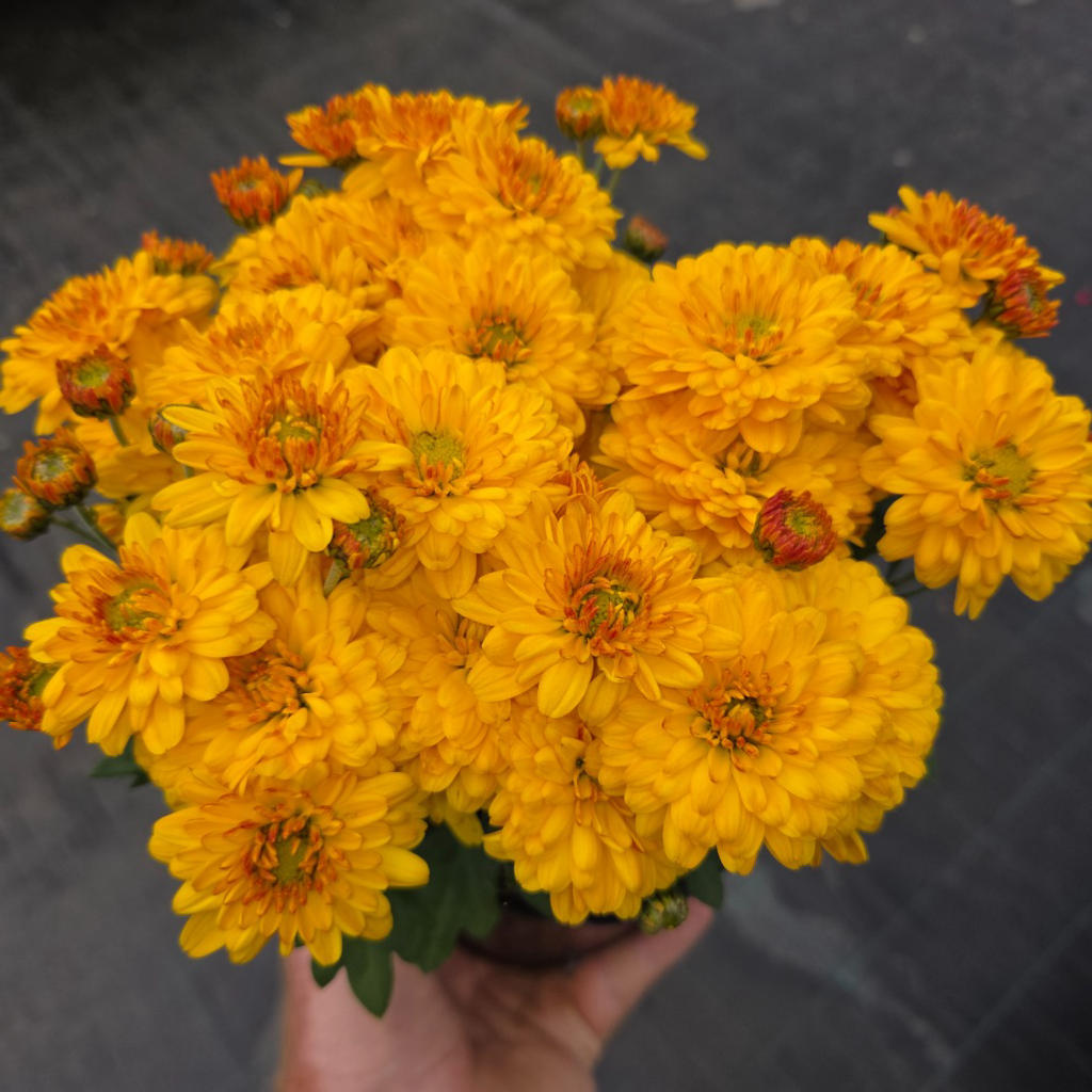 Chrysanthemum Garden Mum ‘Hourra Gold’ (Garden Mum)