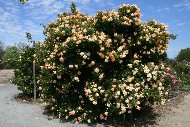 Rosa ‘Crépuscule’ (Crépuscule Noisette Rose)