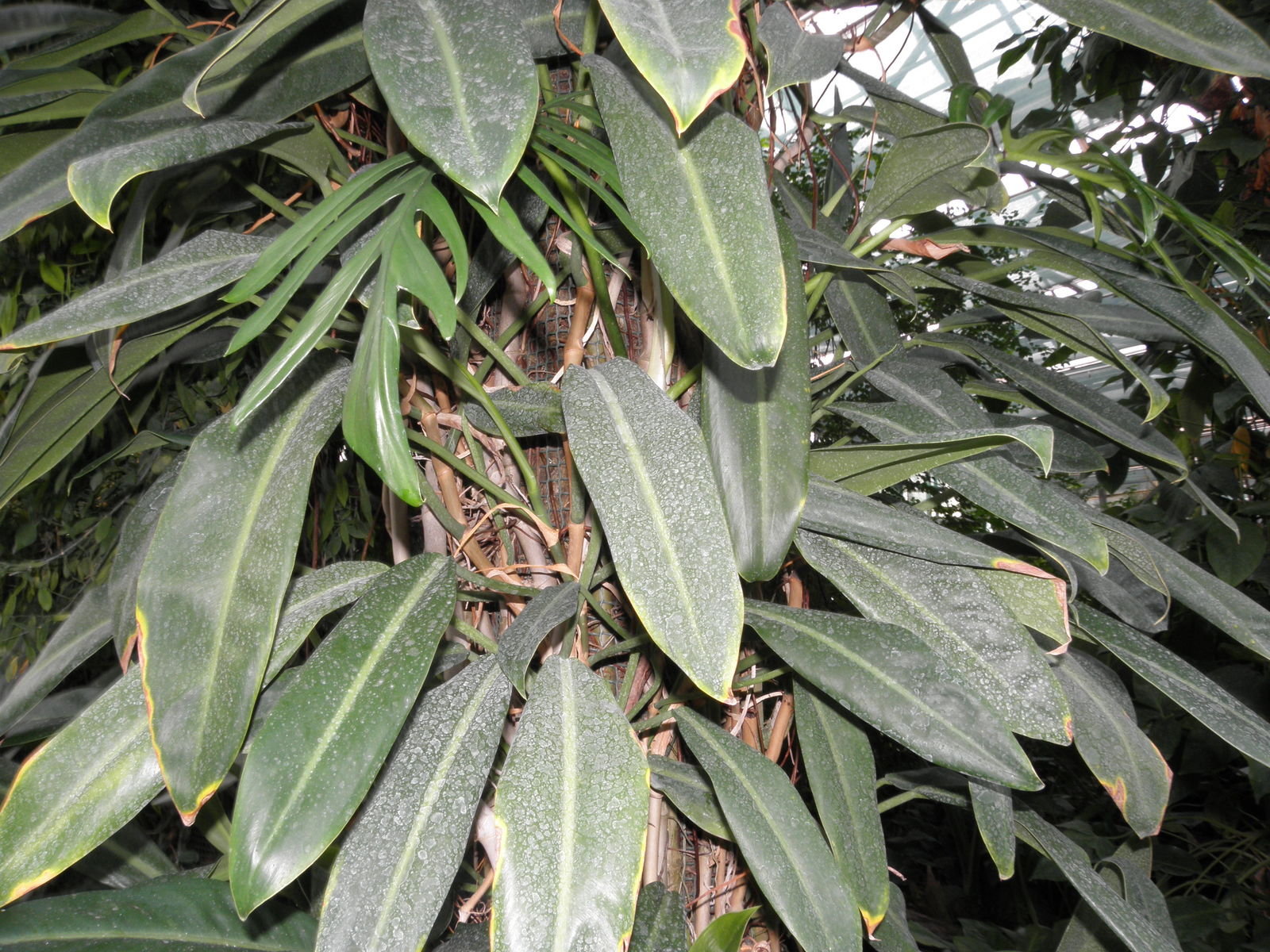 Philodendron Crassinervium