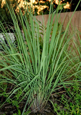 Cymbopogon citratus (Lemon Grass)