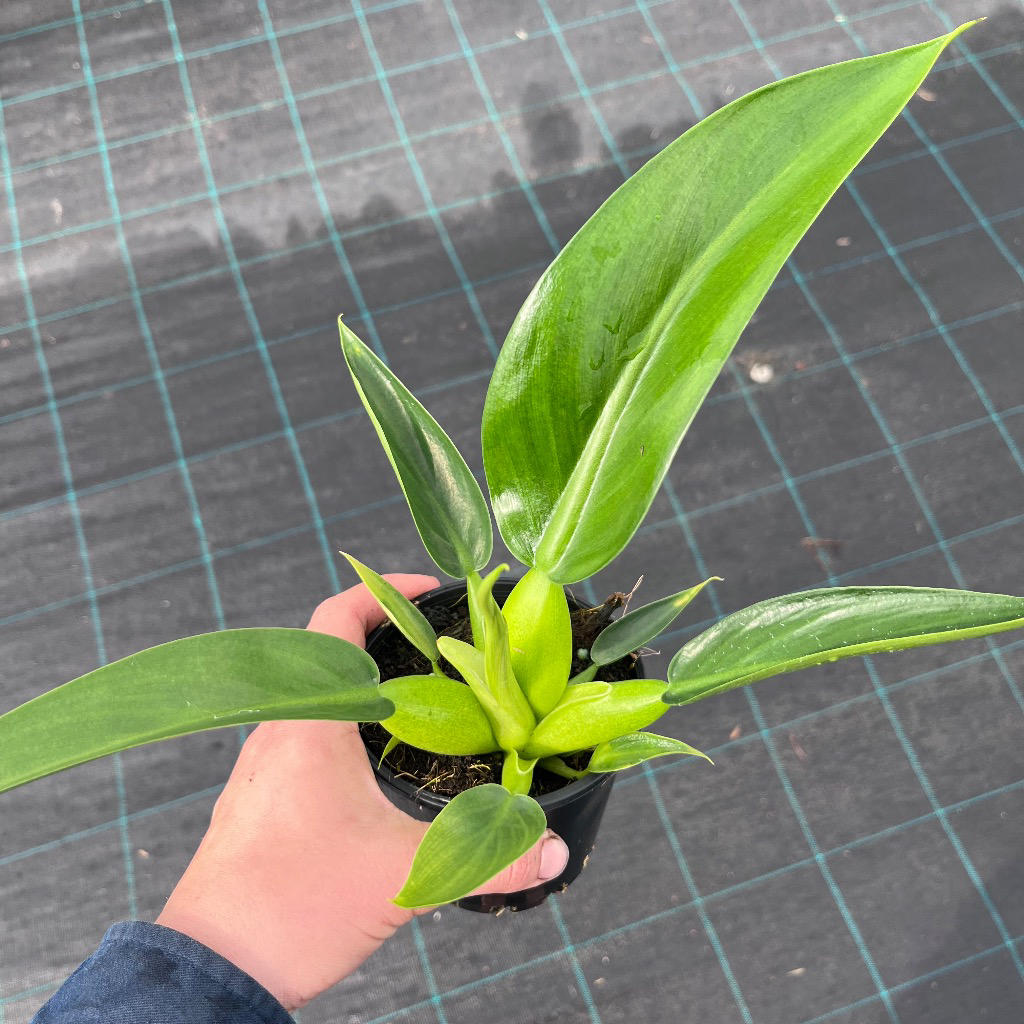 Philodendron Martianum (Fat Boy)