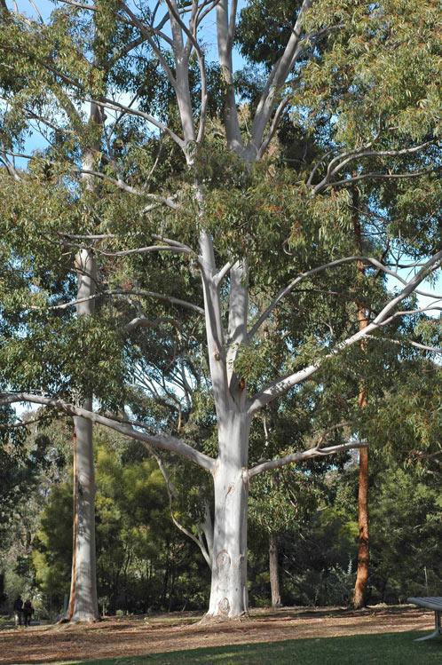 Eucalyptus saligna (Sydney Blue Gum)
