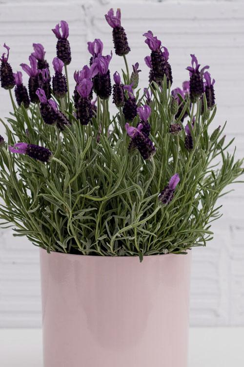 Lavandula Stoechas × Angustifolia ‘La Diva Big Night’ (Lavender La Diva Big Night)