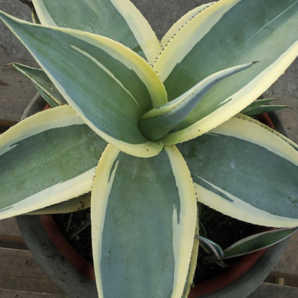 Agave Guiengola ‘Creme Brulee’ (Creme Brulee Agave)