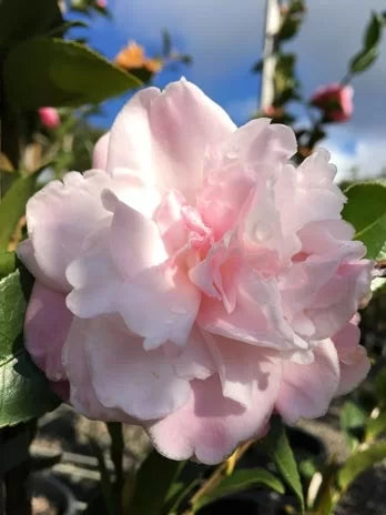 Camellia japonica ‘Sweet Jane’